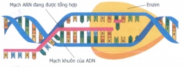 Powerpoint bài mối quan hệ giữa gen và ARN lớp 9