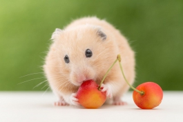 Bài văn tả con chuột Hamster ngắn gọn