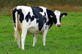 Bài văn miêu tả con bò sữa ngắn gọn