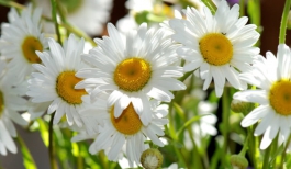 Bài văn tả cây hoa Cúc lớp 4 ngắn gọn nhất, Dàn ý tả hoa Cúc hay